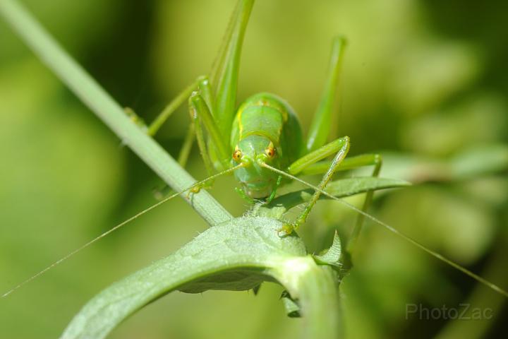 Cavalletta verde.jpg